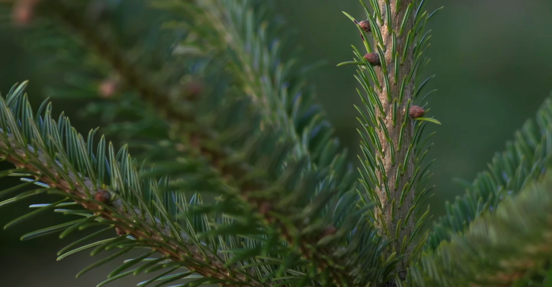 The most beautiful Nordmann Christmas trees in the Netherlands