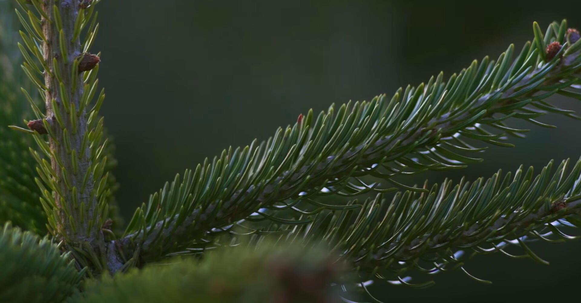 The most beautiful Nordmann Christmas trees in the Netherlands